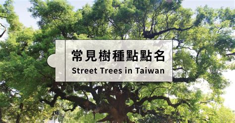 常見樹種|台灣有哪些樹？認識台灣本土樹種 